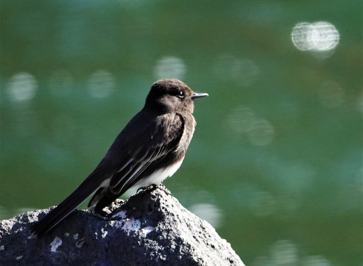 Black Phoebe - ML321645461