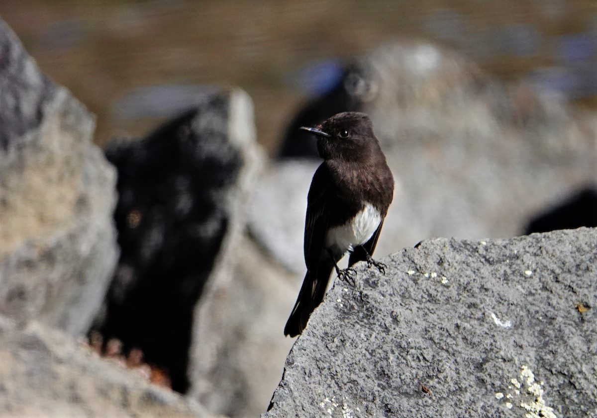 Black Phoebe - ML321645471