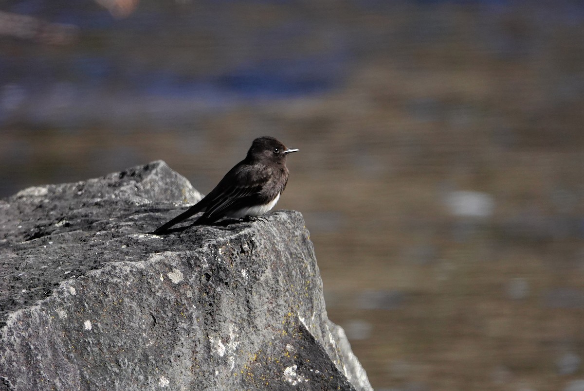 Black Phoebe - ML321645491
