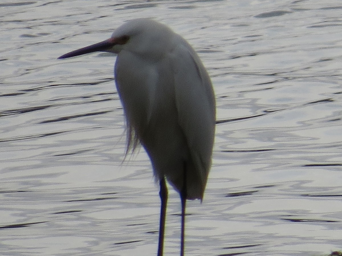 Snowy Egret - ML321645501