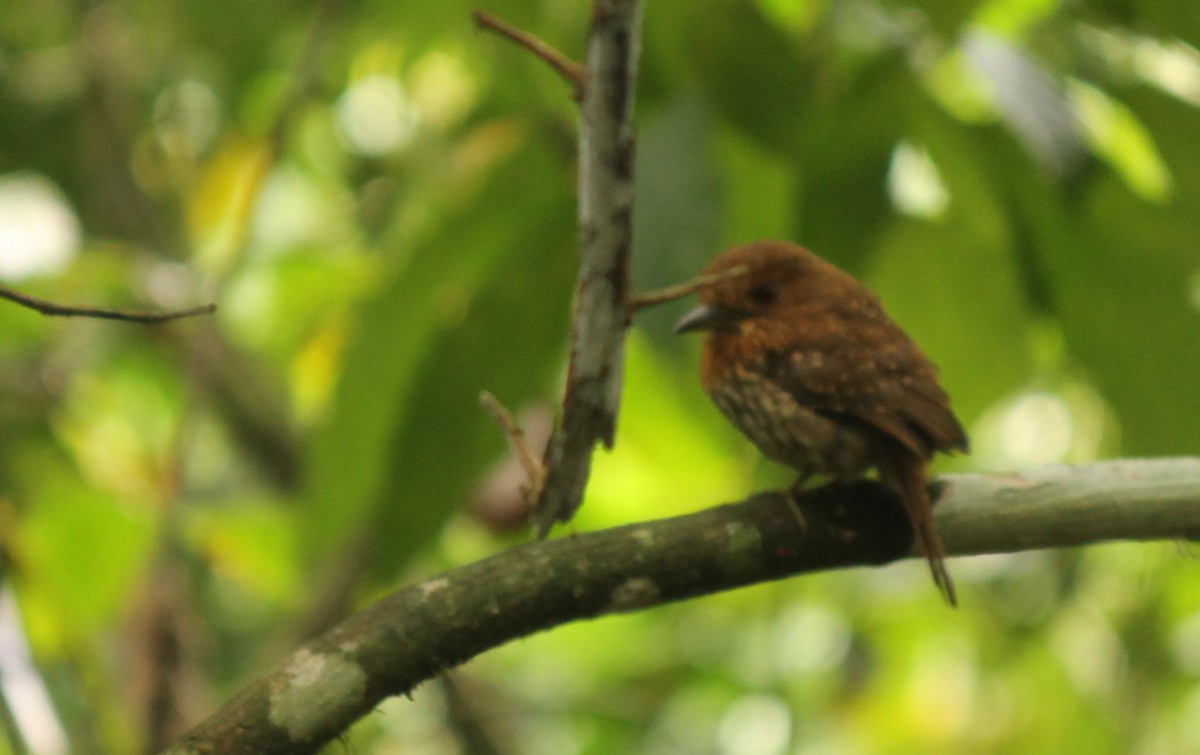 White-whiskered Puffbird - ML32164581