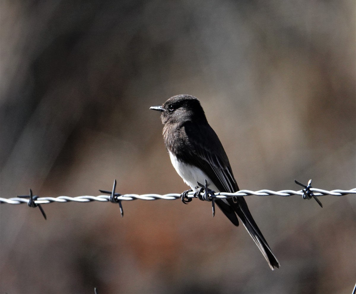Black Phoebe - ML321645821