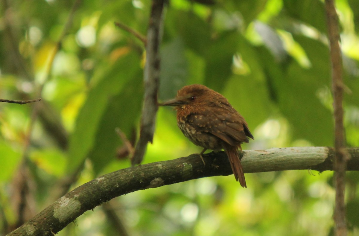 White-whiskered Puffbird - Corrie Winter