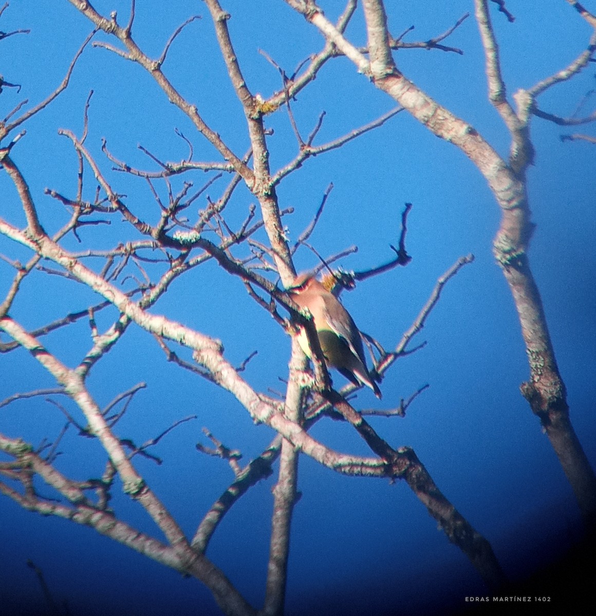 Cedar Waxwing - ML321646071