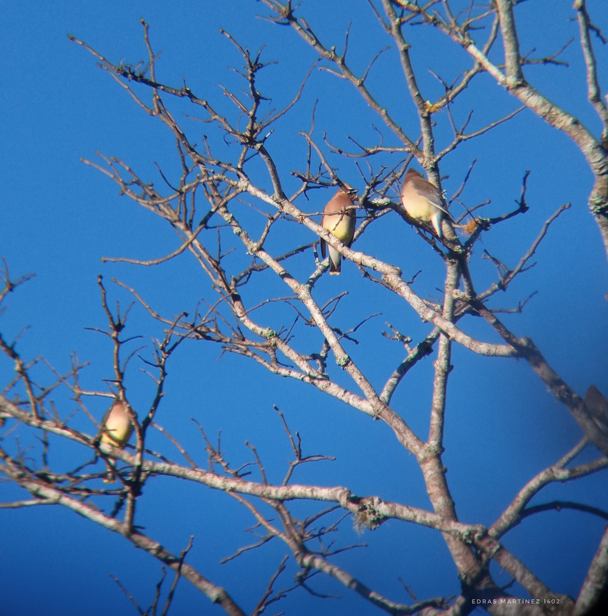 Cedar Waxwing - ML321646101