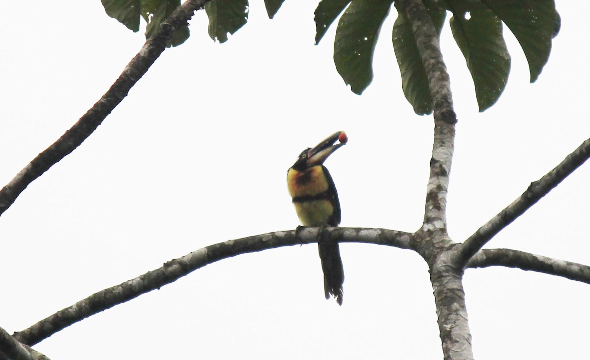 Collared Aracari (Pale-mandibled) - ML32164611