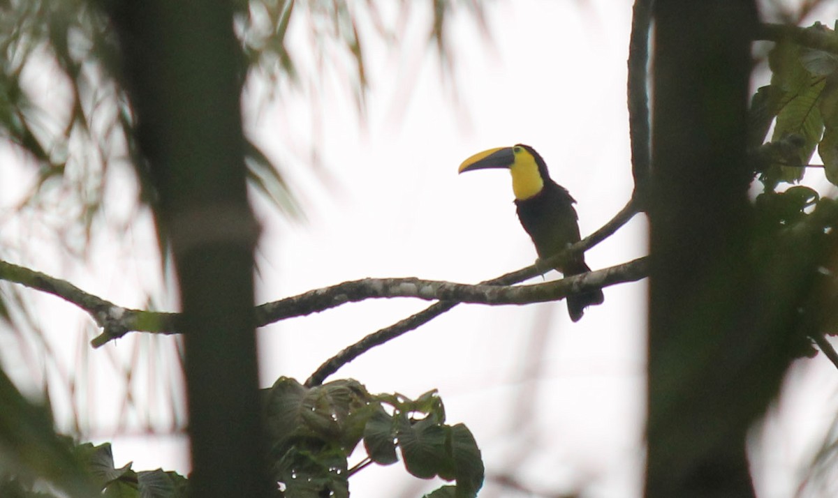 Toucan du Choco - ML32164651