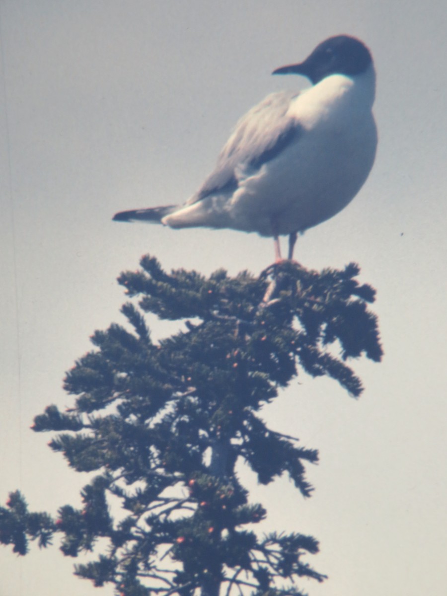 Bonaparte's Gull - ML321646521