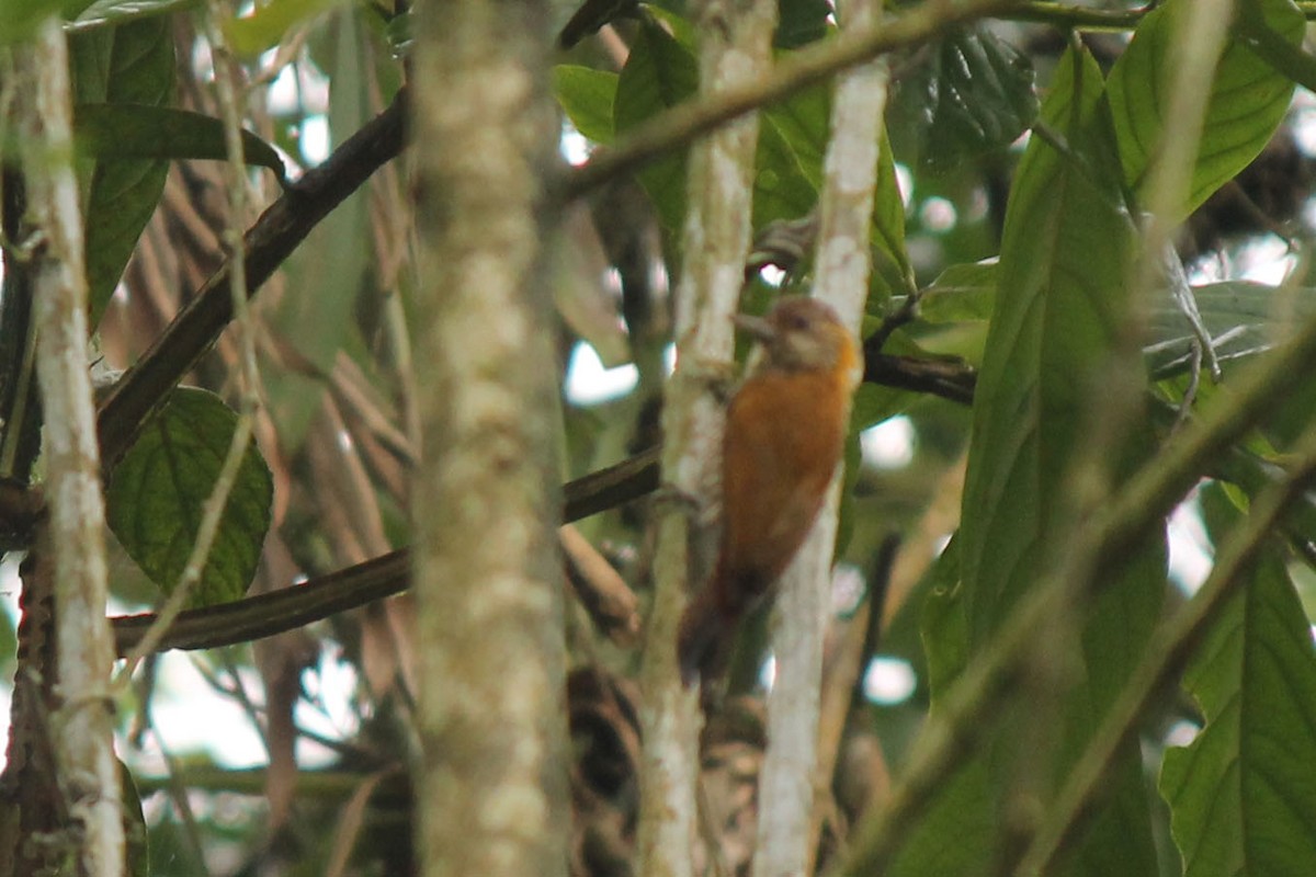 Red-rumped Woodpecker - ML32164741