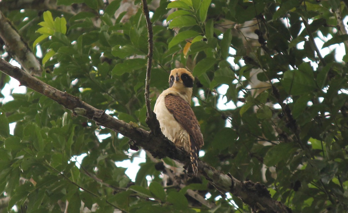 Laughing Falcon - ML32164771