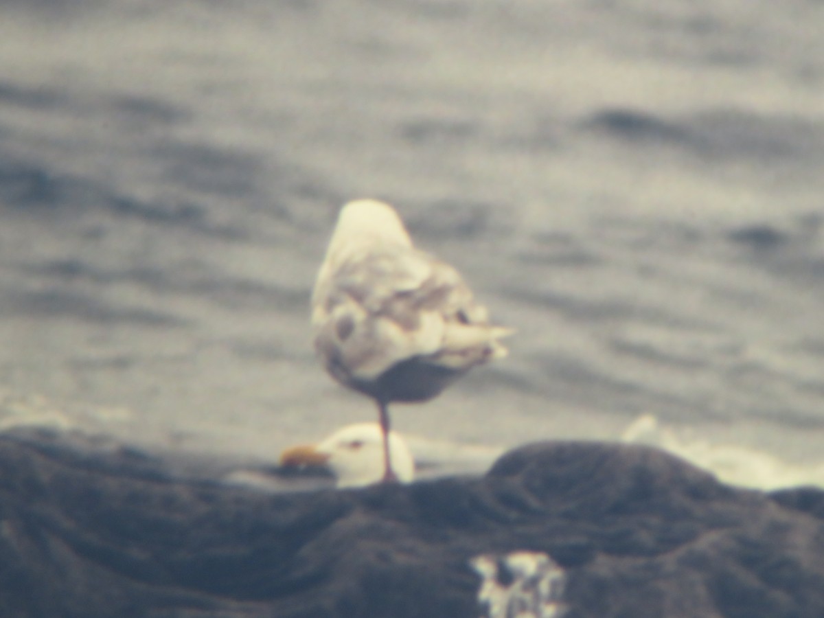 Iceland Gull (kumlieni/glaucoides) - Rudolf Koes