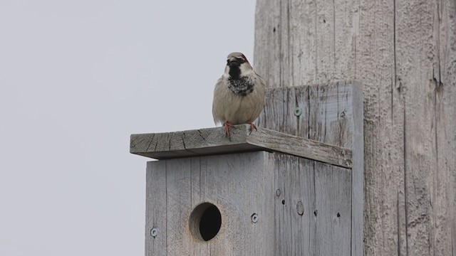 House Sparrow - ML321648191