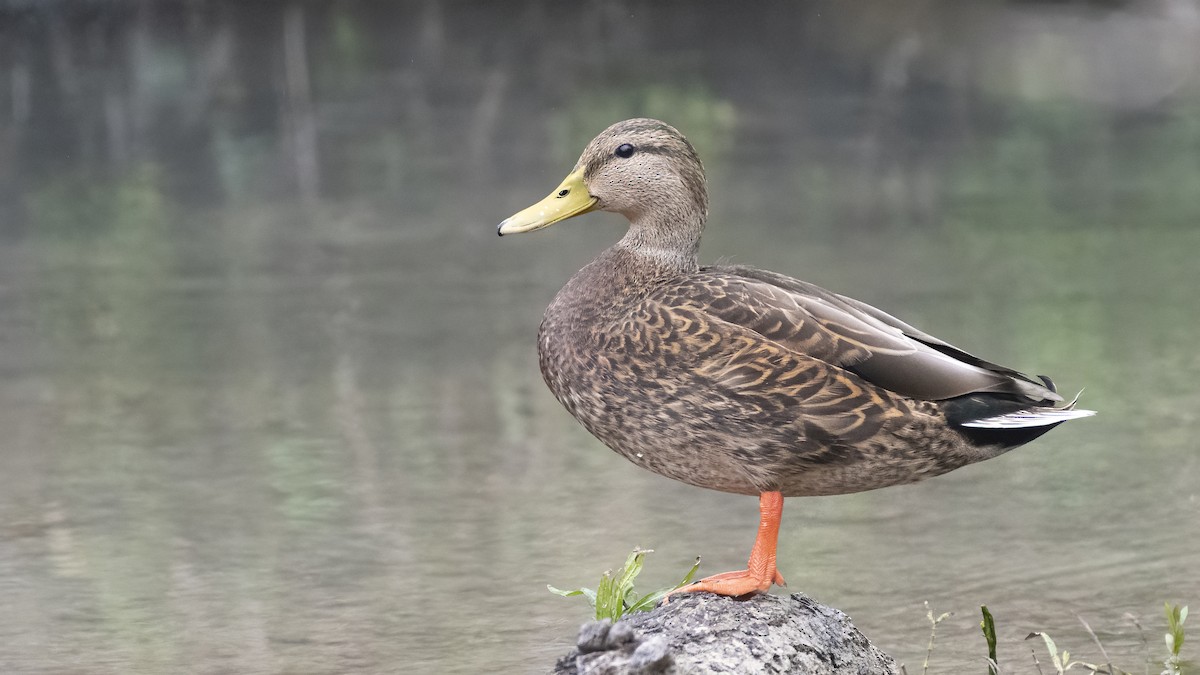 Mallard x Mexican Duck (hybrid) - Bryan Calk