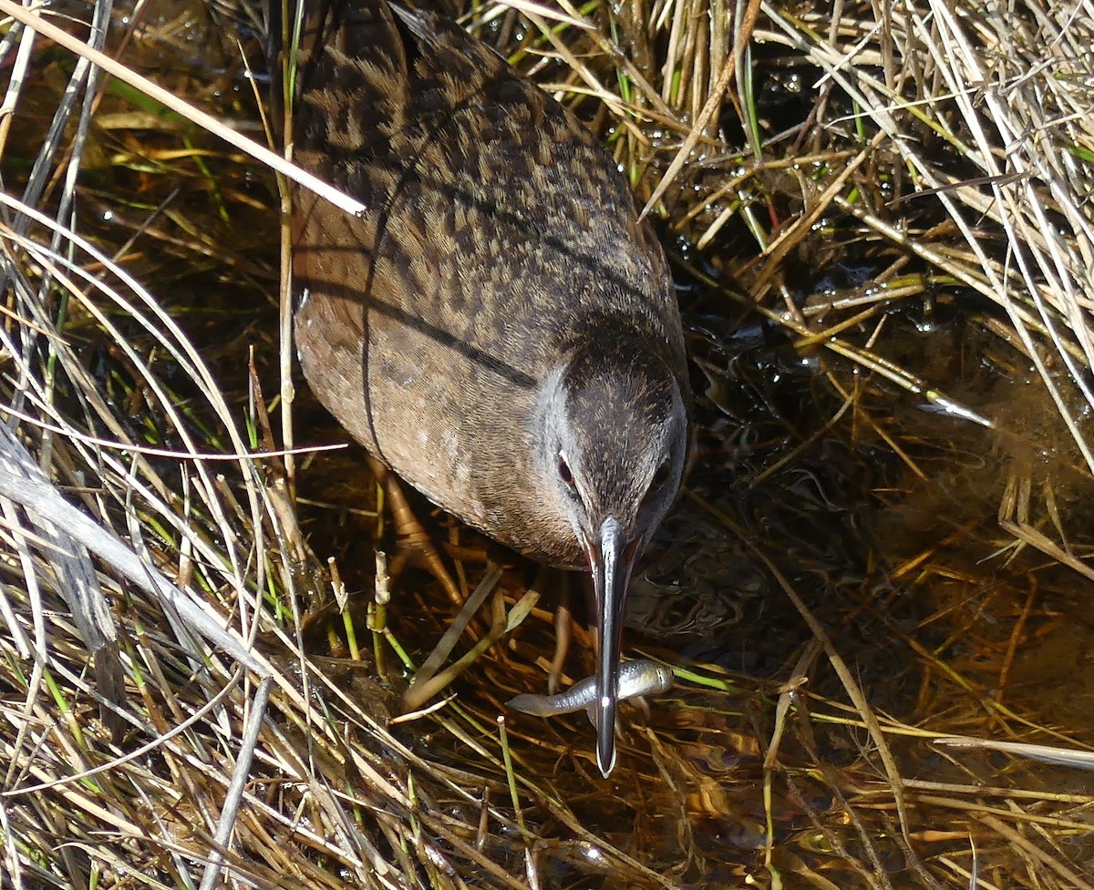 Virginia Rail - Matt Cohen