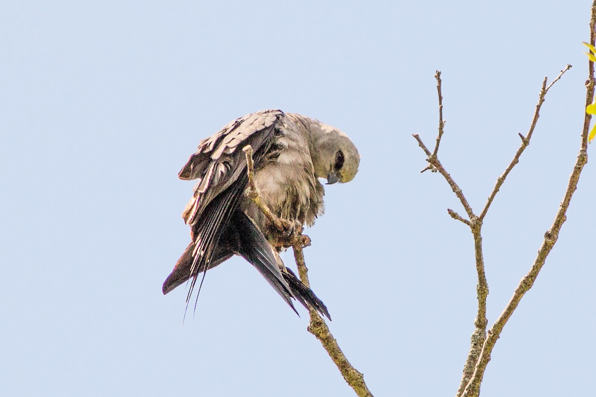 Mississippi Kite - ML32165041