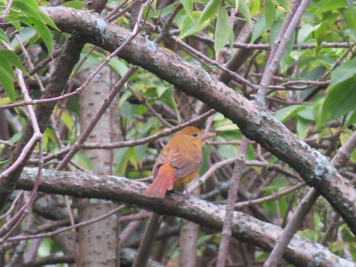 Summer Tanager - Eliana Blanco Pérez