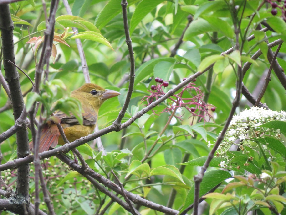 Summer Tanager - Eliana Blanco Pérez