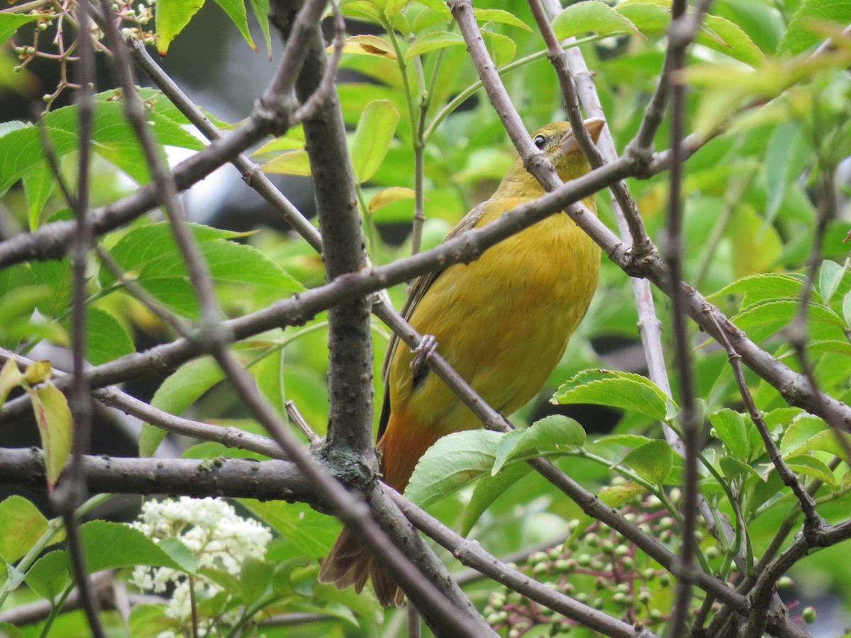 Summer Tanager - Eliana Blanco Pérez