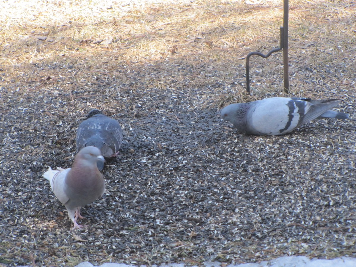 Rock Pigeon (Feral Pigeon) - Anne Moomey