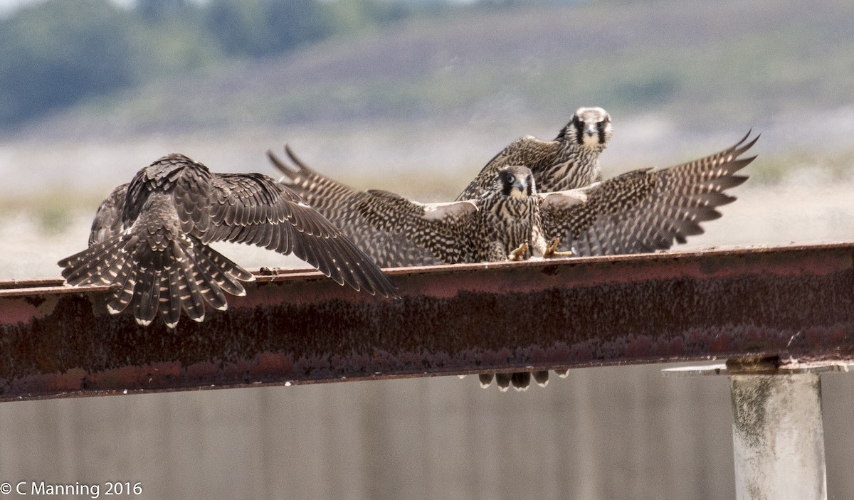 Peregrine Falcon - Carl & Judi Manning