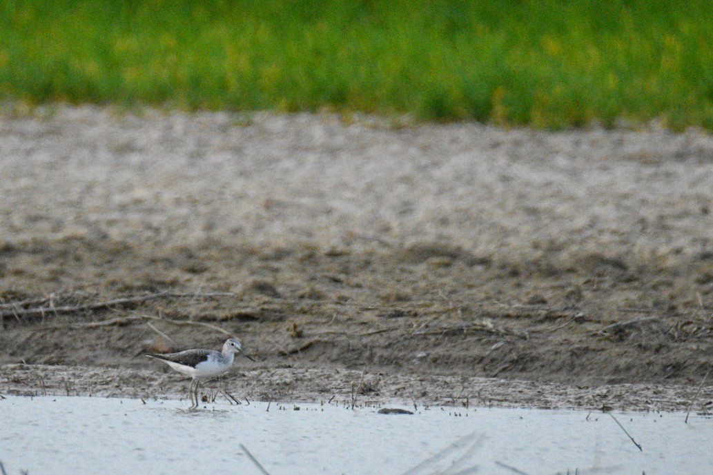 Common Greenshank - David Montero Ávila