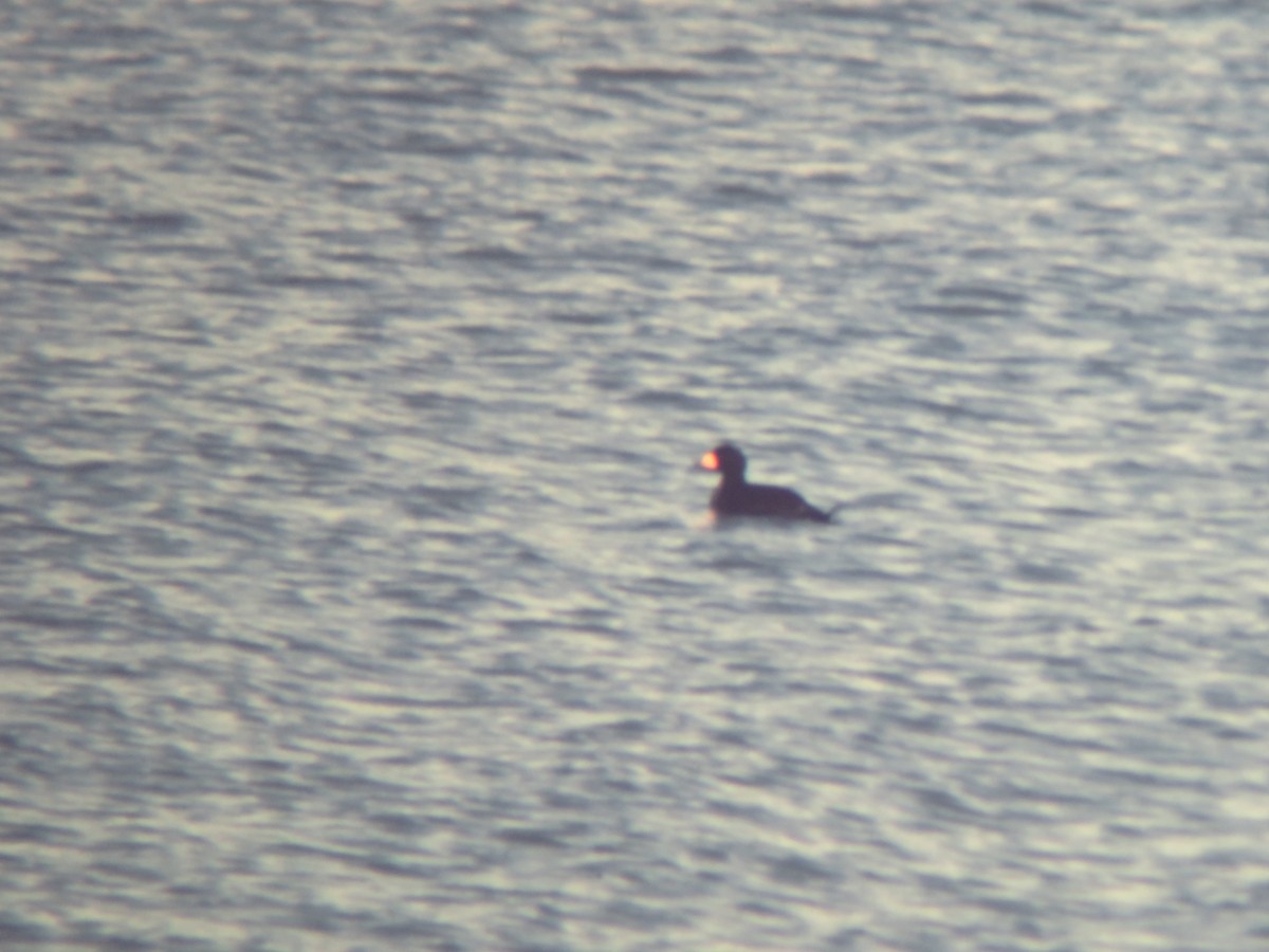 Black Scoter - ML321653531