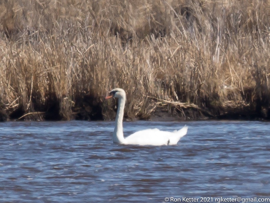 Mute Swan - Blackwater NWR