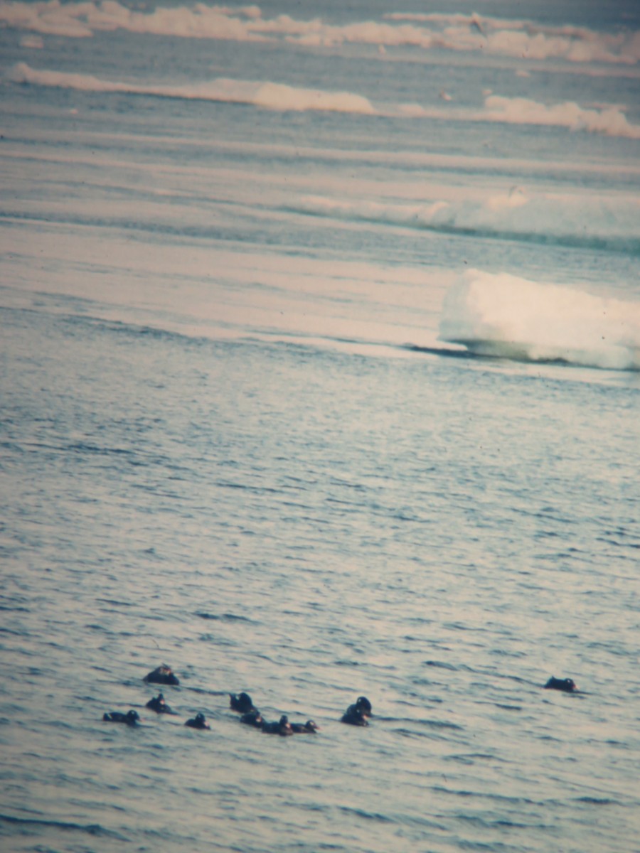 White-winged Scoter - Rudolf Koes