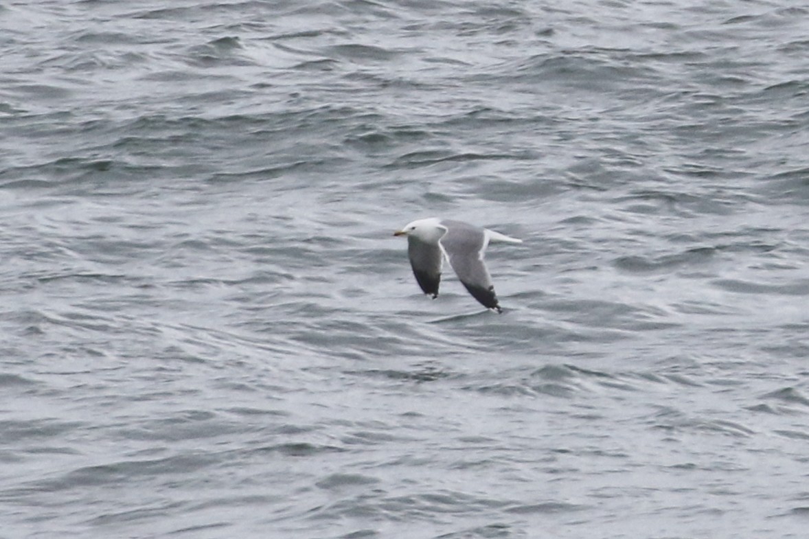 Gaviota Californiana - ML321655861