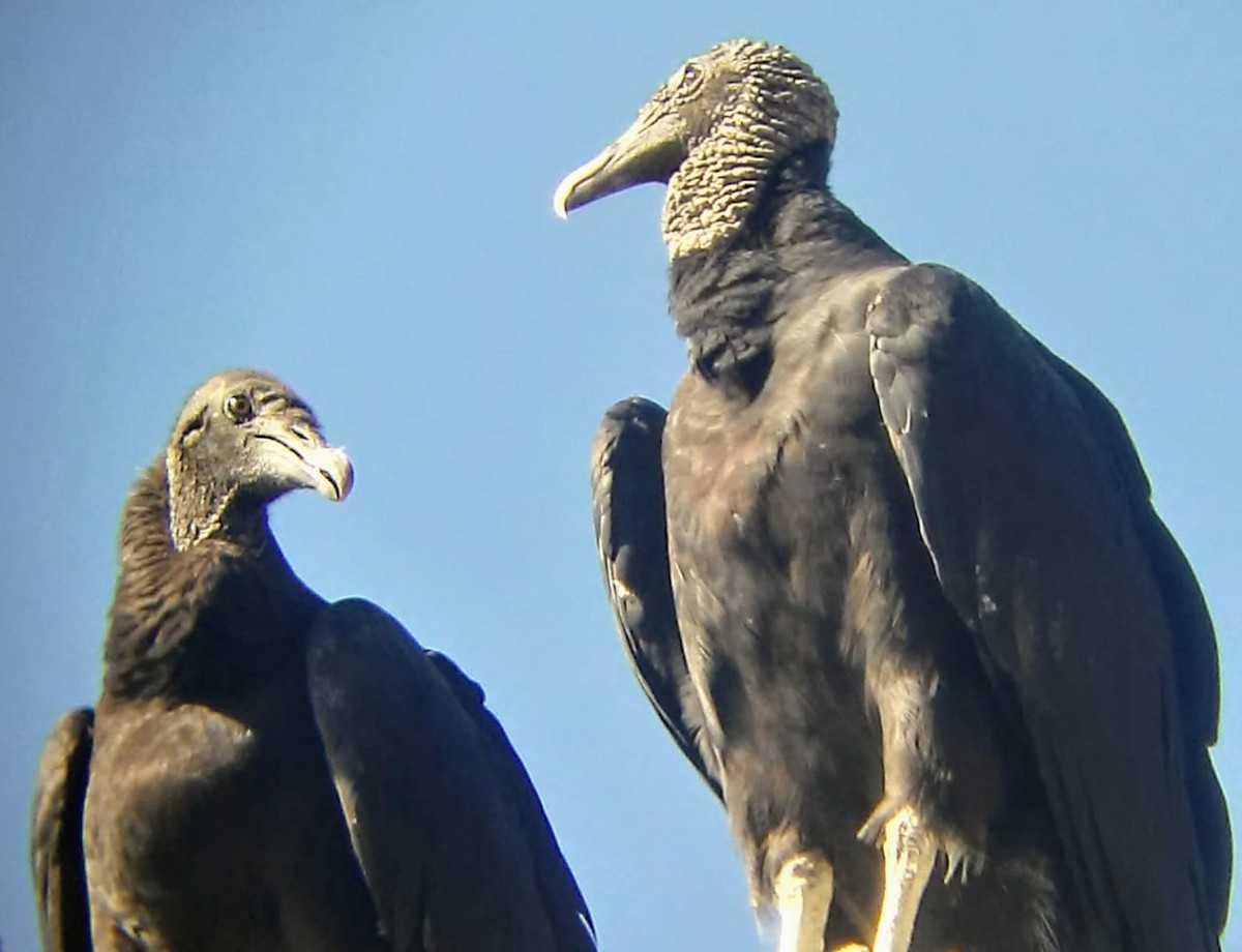 Black Vulture - Mauricio Fuentes Garrido