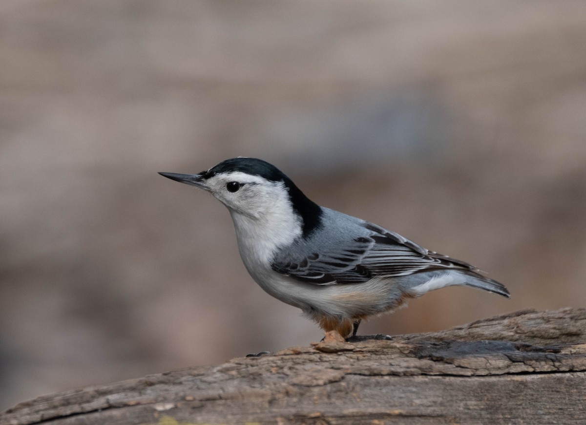 White-breasted Nuthatch - ML321662431