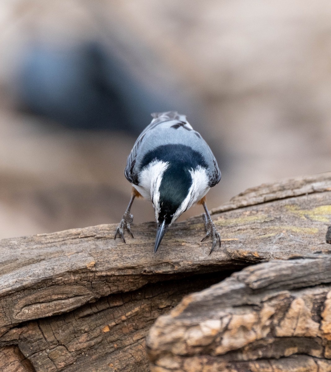 White-breasted Nuthatch - ML321662441