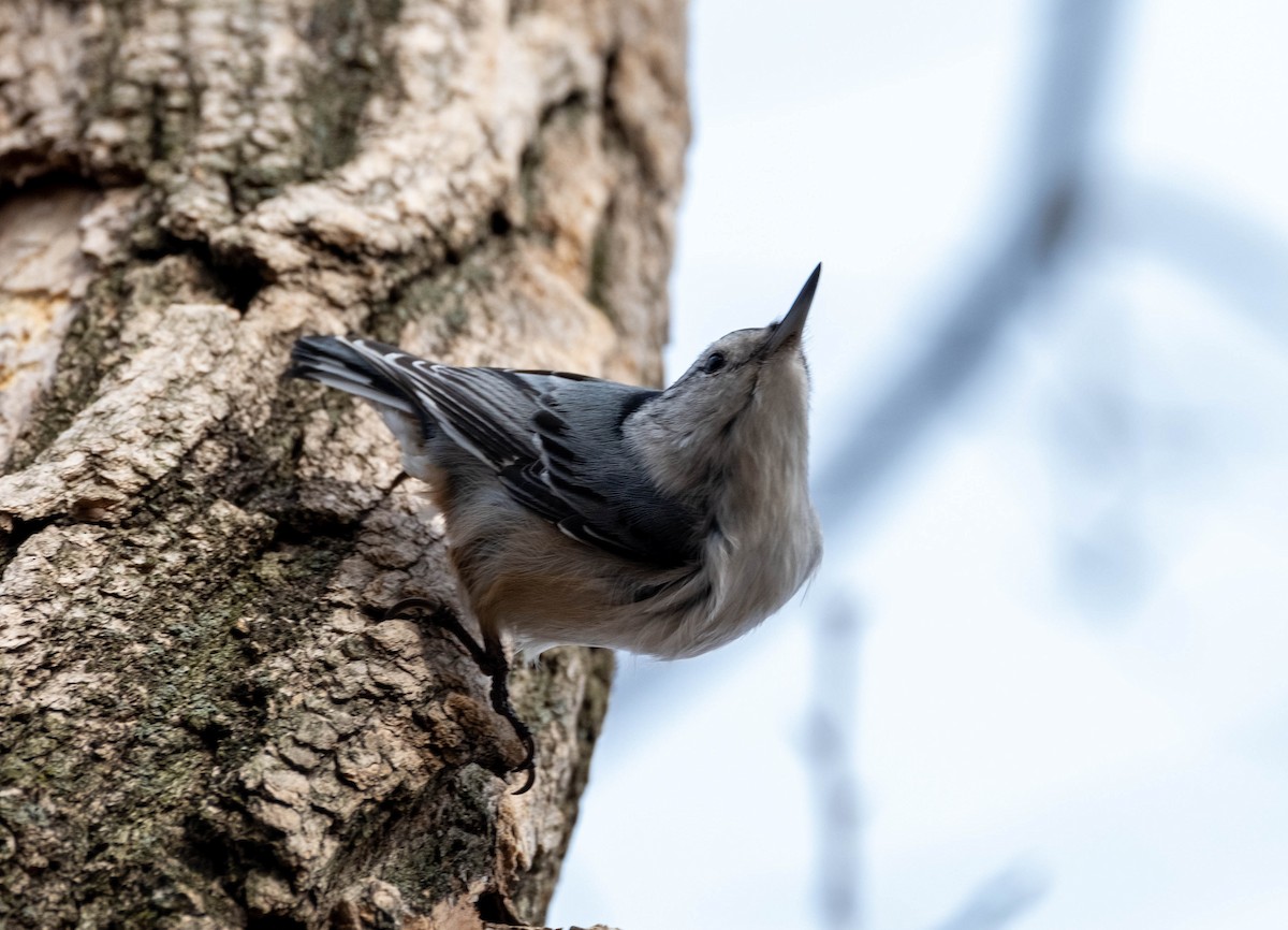 White-breasted Nuthatch - ML321662451