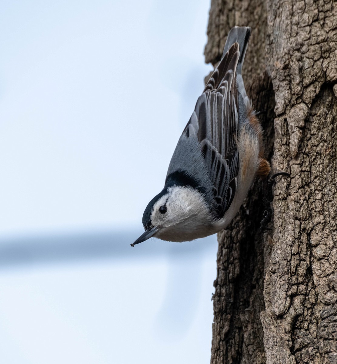 White-breasted Nuthatch - ML321662461