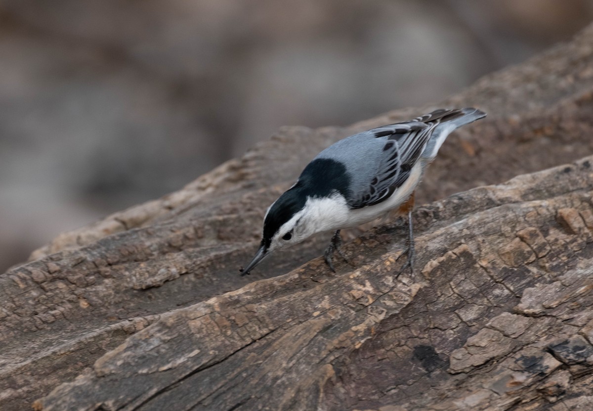 White-breasted Nuthatch - ML321662481