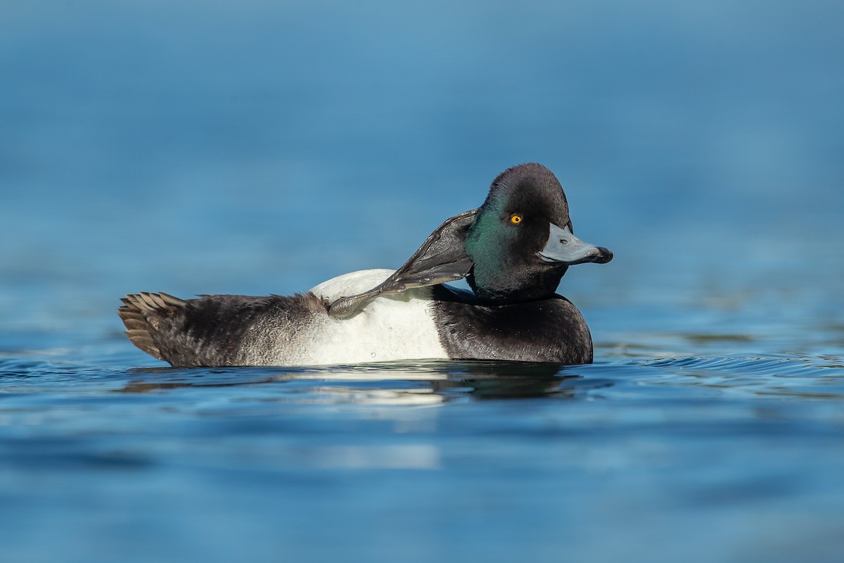 Lesser Scaup - ML321662771