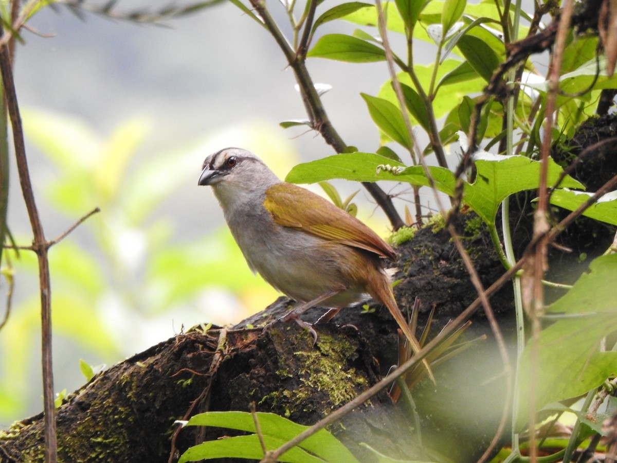 Black-striped Sparrow - ML321666191