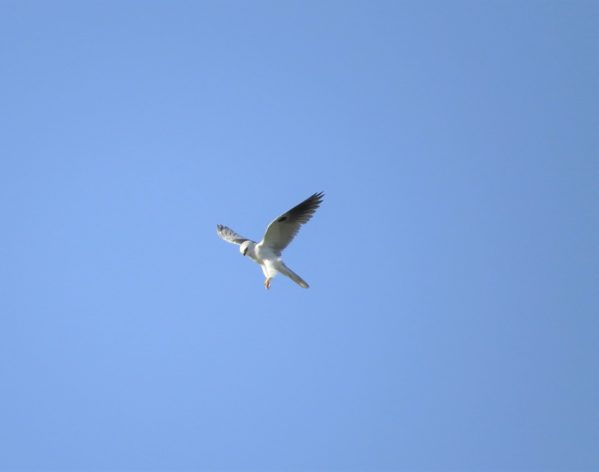 White-tailed Kite - ML321667191