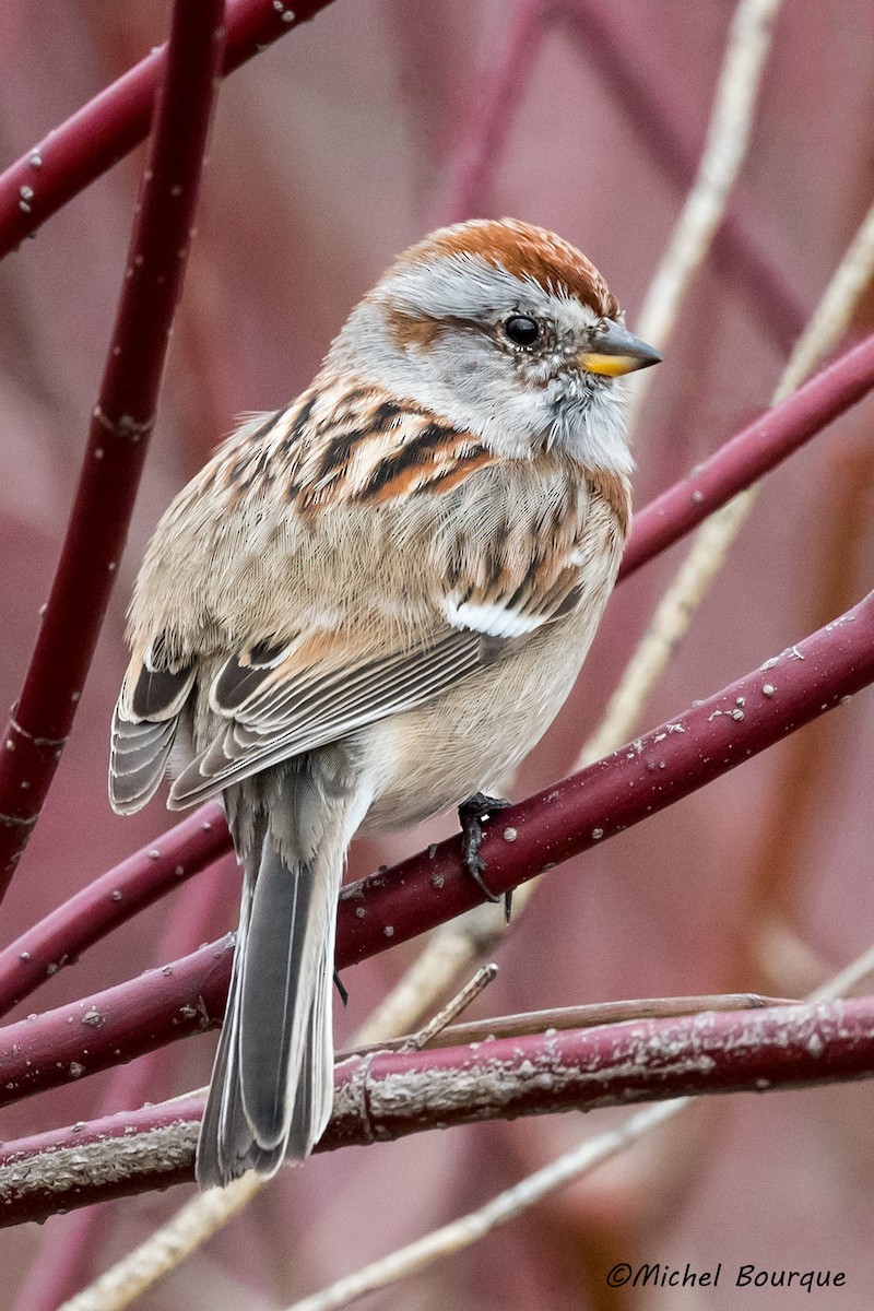 American Tree Sparrow - ML321667921