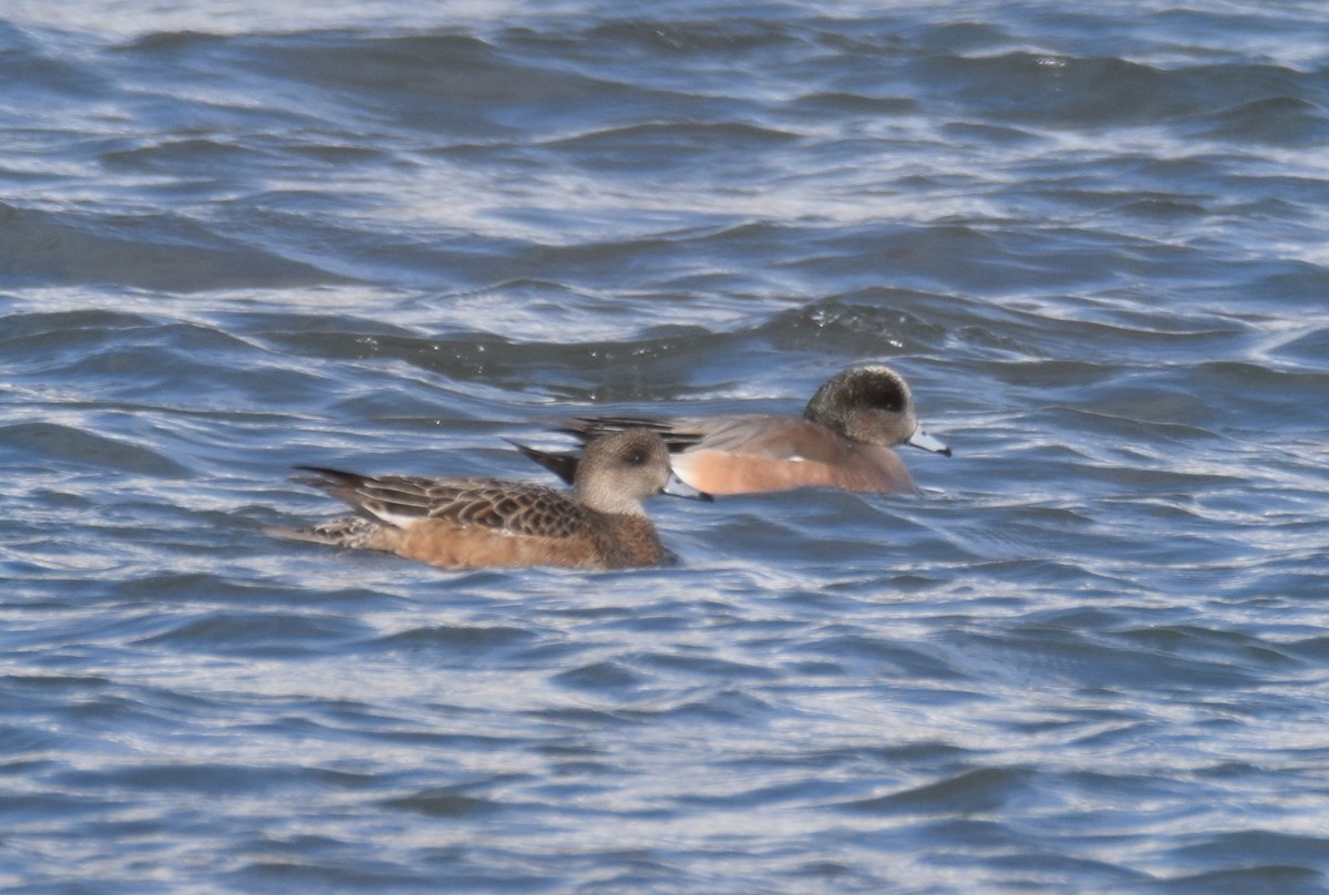 American Wigeon - ML321668331