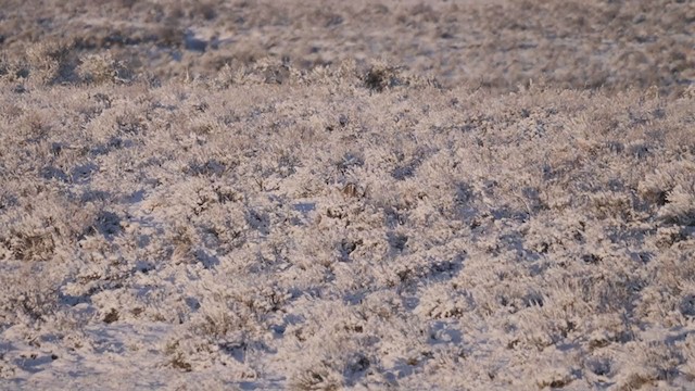 Greater Sage-Grouse - ML321668481