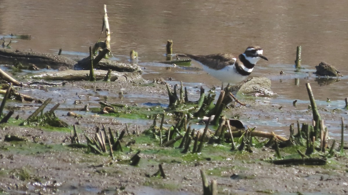 Killdeer - ML321668911