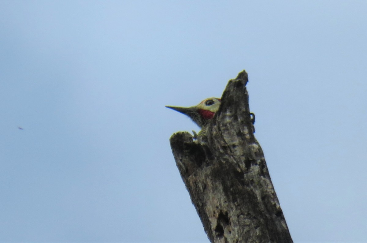 Golden-olive Woodpecker - ML321669811