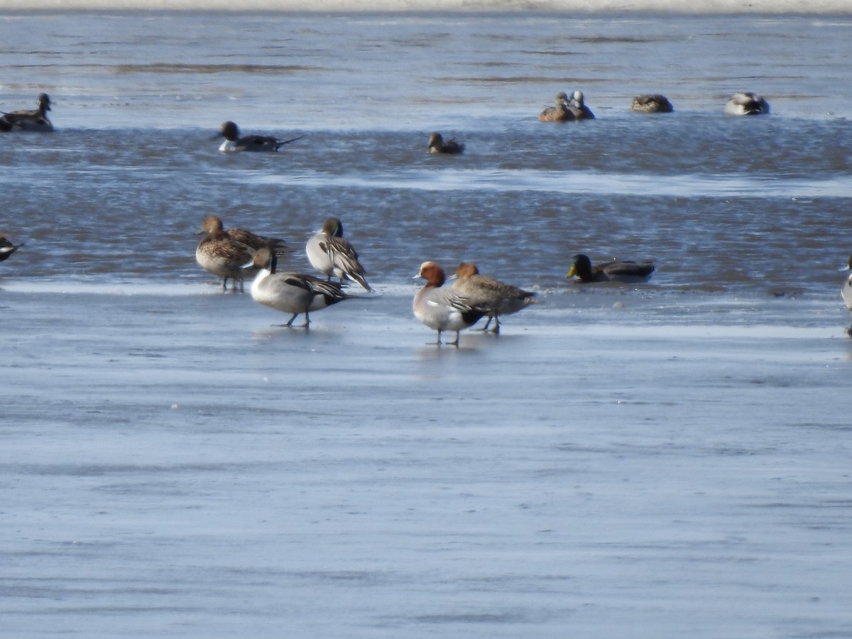 Eurasian Wigeon - ML321670401