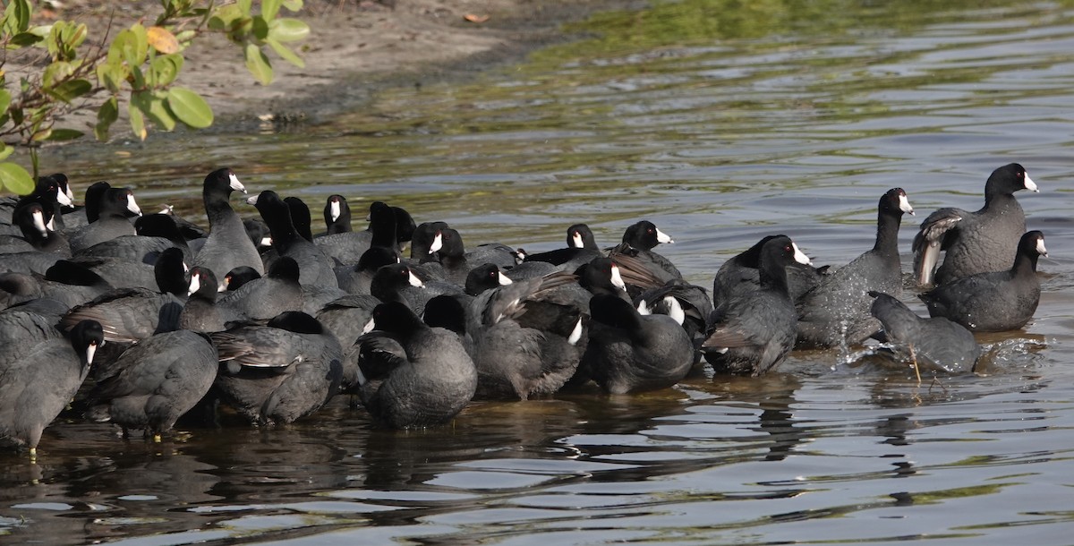 American Coot (Red-shielded) - ML321671211