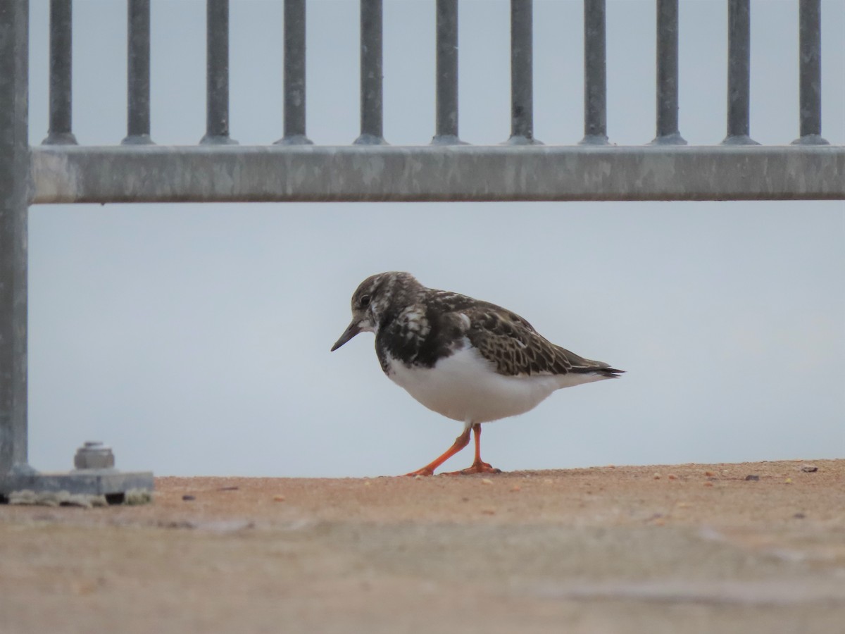 Ruddy Turnstone - ML321671661