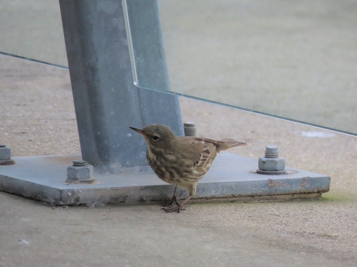 Rock Pipit - ML321671941