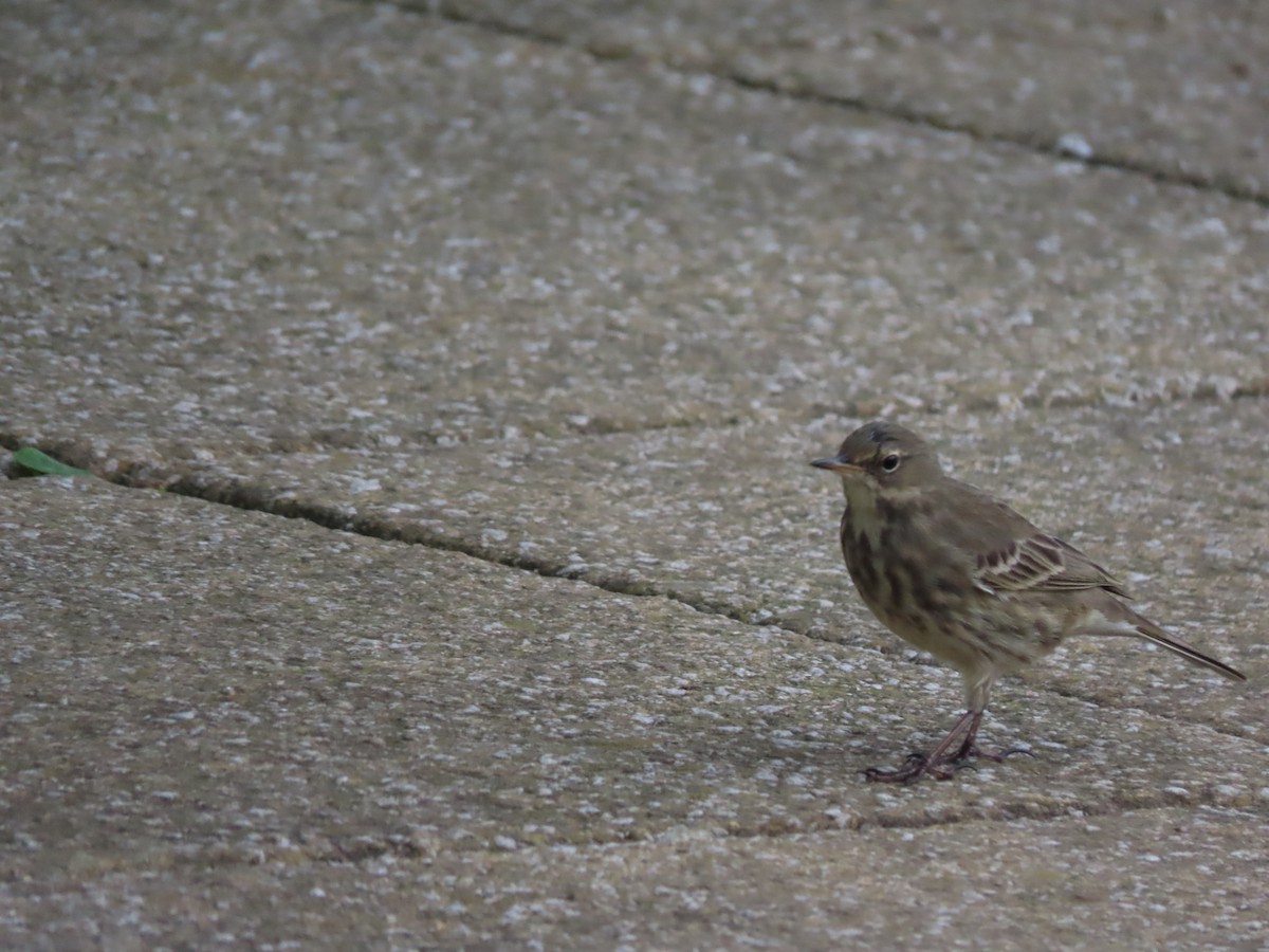 Rock Pipit - ML321671981