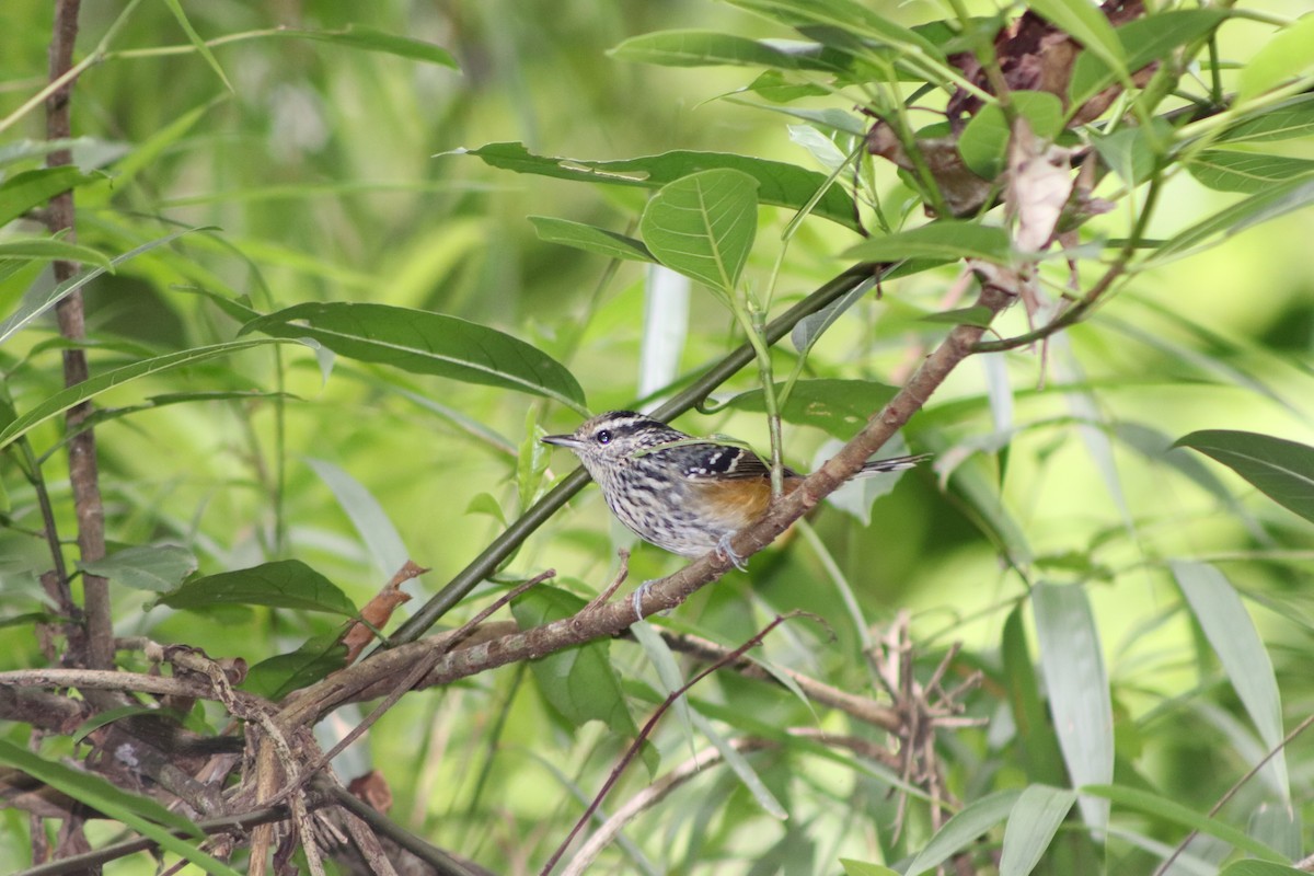 Ochre-rumped Antbird - ML321672131