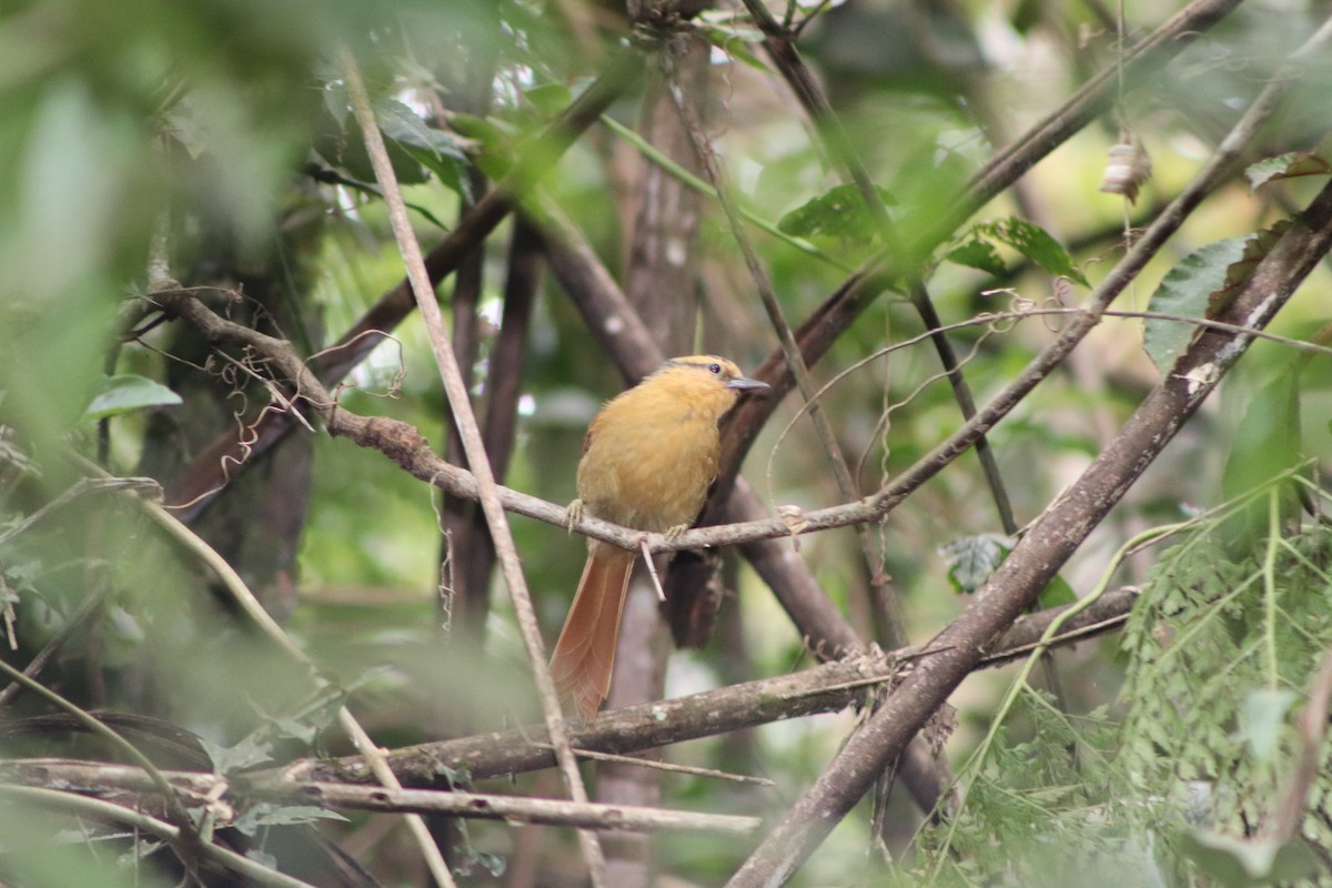 Buff-fronted Foliage-gleaner - ML321672351